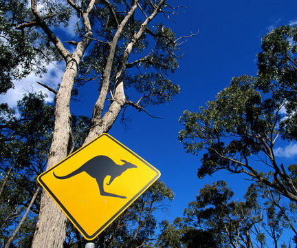 australia-kangaroo-street-sign-large.jpg