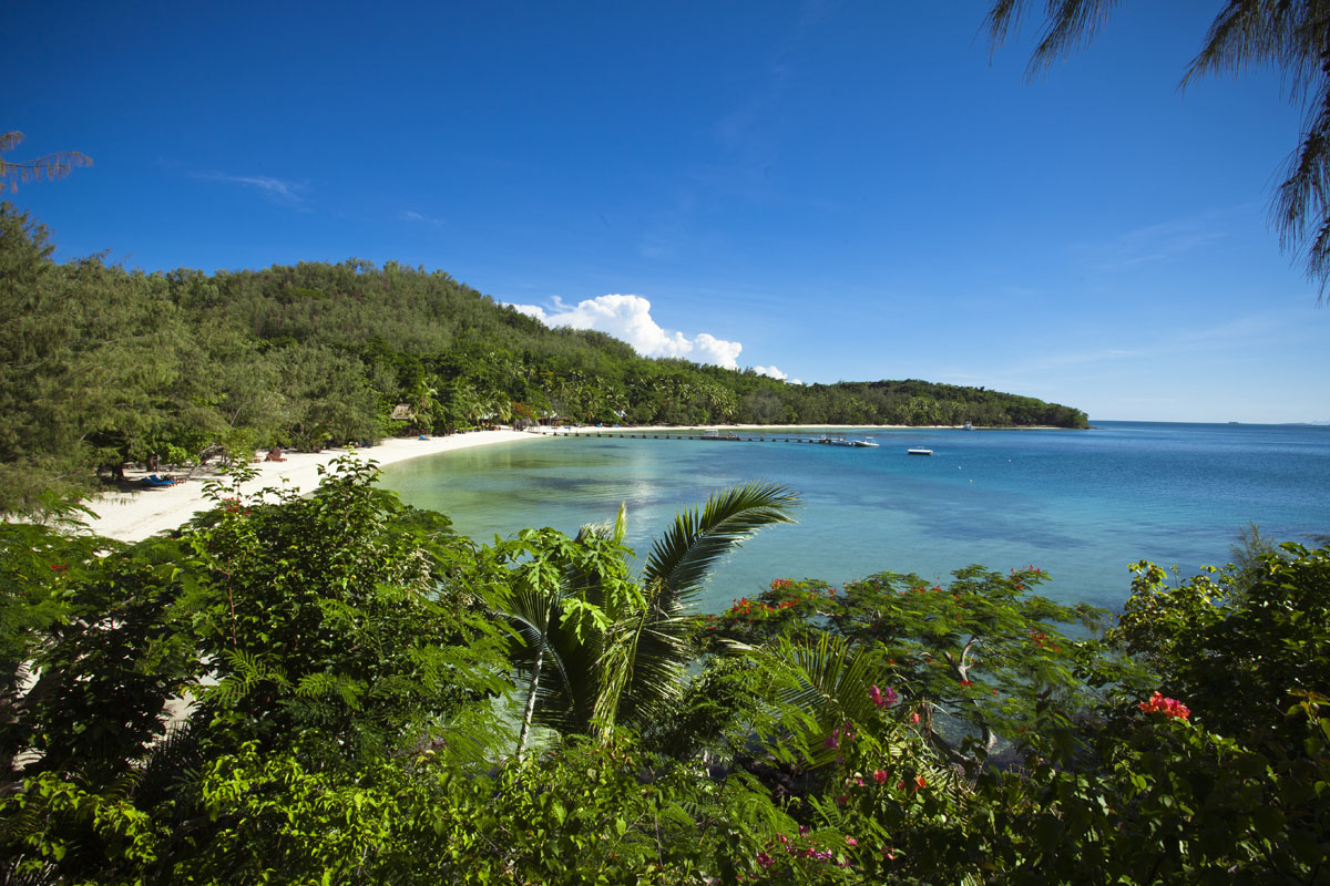 Turtle Island trees