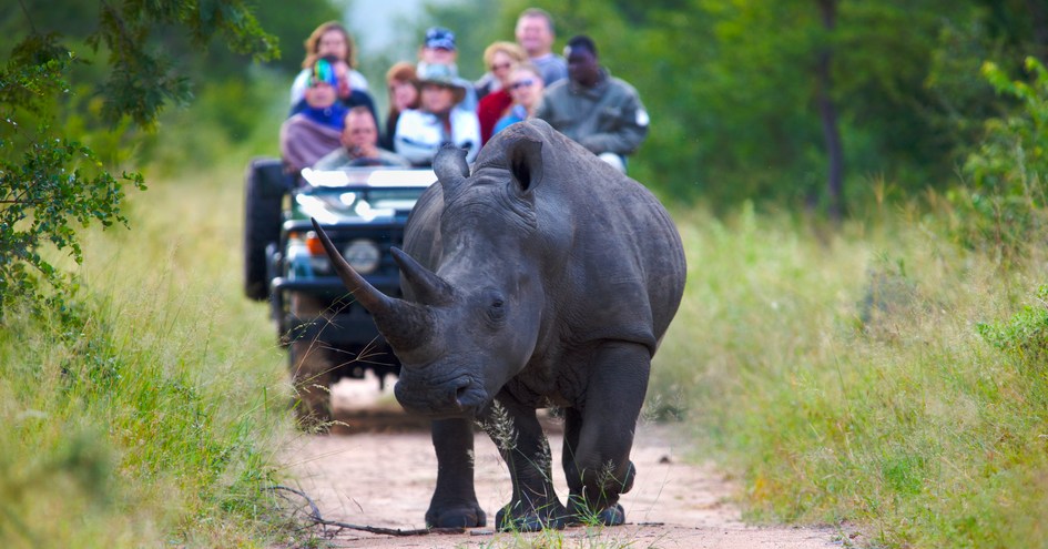 kapama-private-game-reserve-in-kapama-game-reserve-south-africa