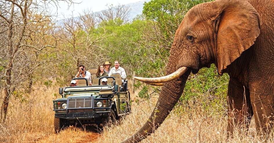 Thanda Safari in Hluhluwe, KwaZulu-Natal, South Africa