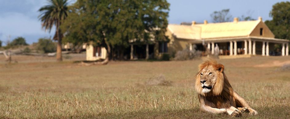 Gorah Elephant Camp in Port Elizabeth, South Africa